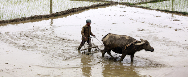 sapa-farmer-buffalo